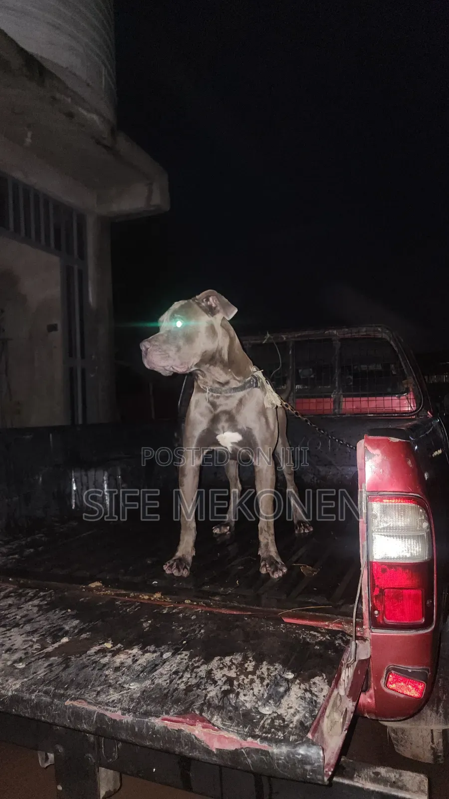 1-3 months Male Purebred American Pit Bull Terrier