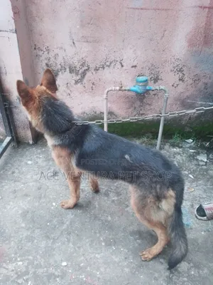 3-6 months Male Purebred German Shepherd