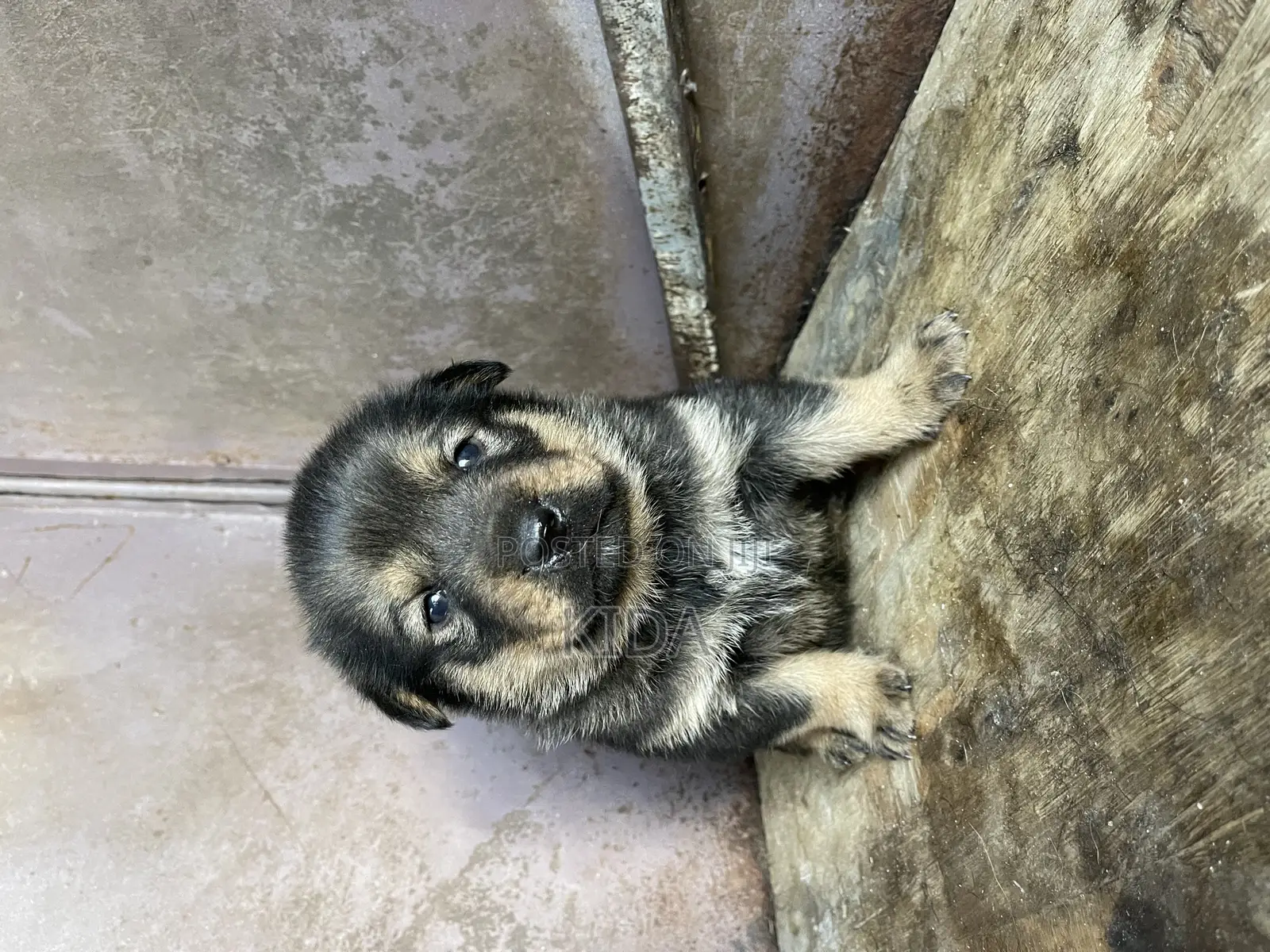 1-3 months Male Mixed Breed Rottweiler