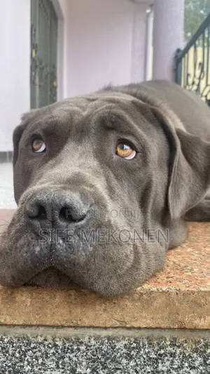 1-3 months Male Mixed Breed Bullmastiff