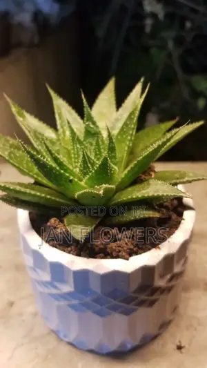M2 Concrete Flower Pot With Natural Flower for Home Office