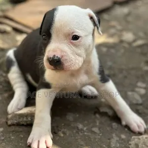 1-3 months Male Purebred Maltese
