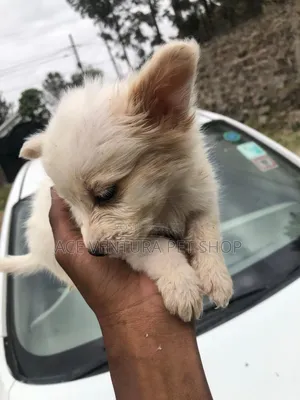 1-3 months Female Mixed Breed Maltese