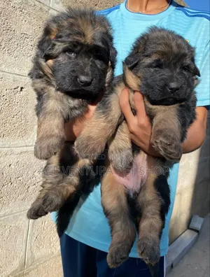 1-3 months Male Purebred German Shepherd