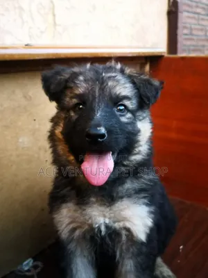 1-3 months Male Purebred German Shepherd