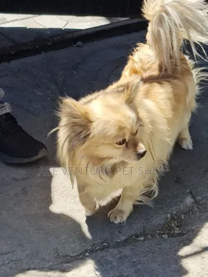 1-3 months Male Purebred Pomeranian