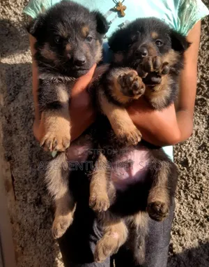 1-3 months Male Purebred German Shepherd