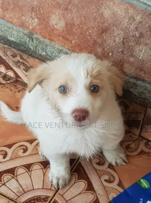 1-3 months Male Purebred Maltese