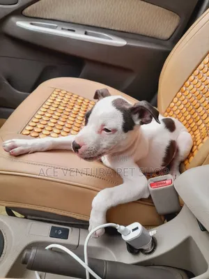 1-3 months Male Purebred American Pit Bull Terrier