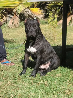 1-3 months Male Purebred Bull Terrier