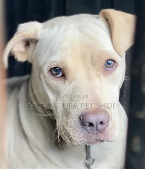 1-3 months Male Purebred Bull Terrier