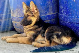 3-6 months Male Purebred German Shepherd