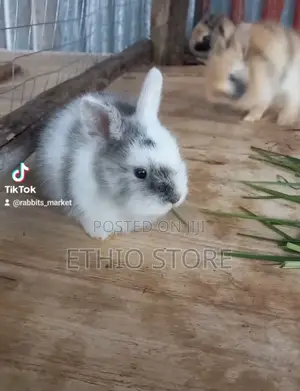 ጥንቸል ለሳሎን ለህፃናት የሚሆኑ