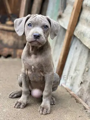 1-3 months Male Purebred American Pit Bull Terrier
