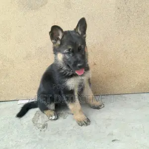 1-3 months Male Purebred German Shepherd