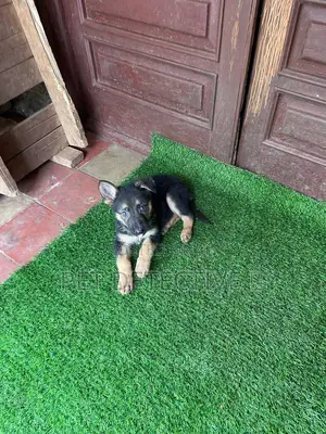 1-3 months Male Purebred German Shepherd