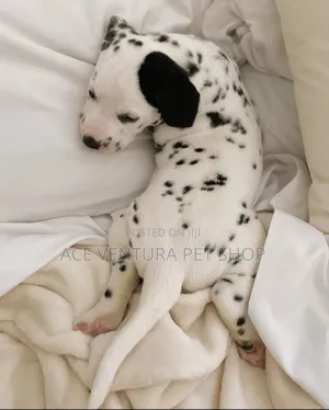1-3 months Male Purebred Dalmatian