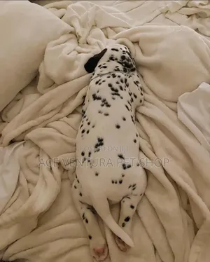 1-3 months Male Purebred Dalmatian