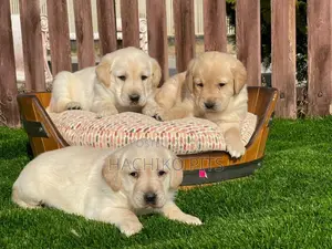 1-3 months Male Purebred Labrador Retriever
