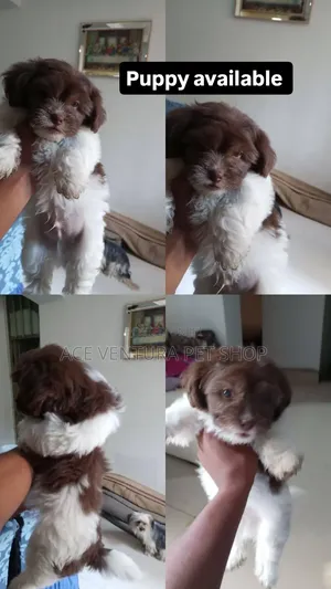 1-3 months Male Purebred Maltese Shih Tzu