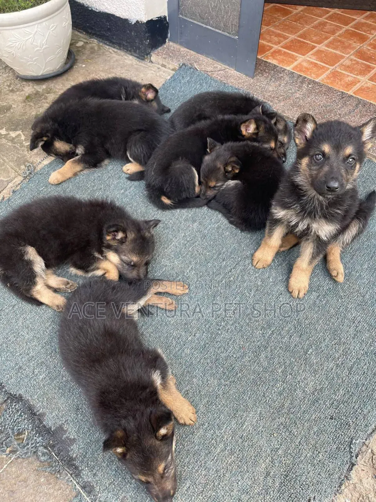 1-3 months Male Purebred German Shepherd