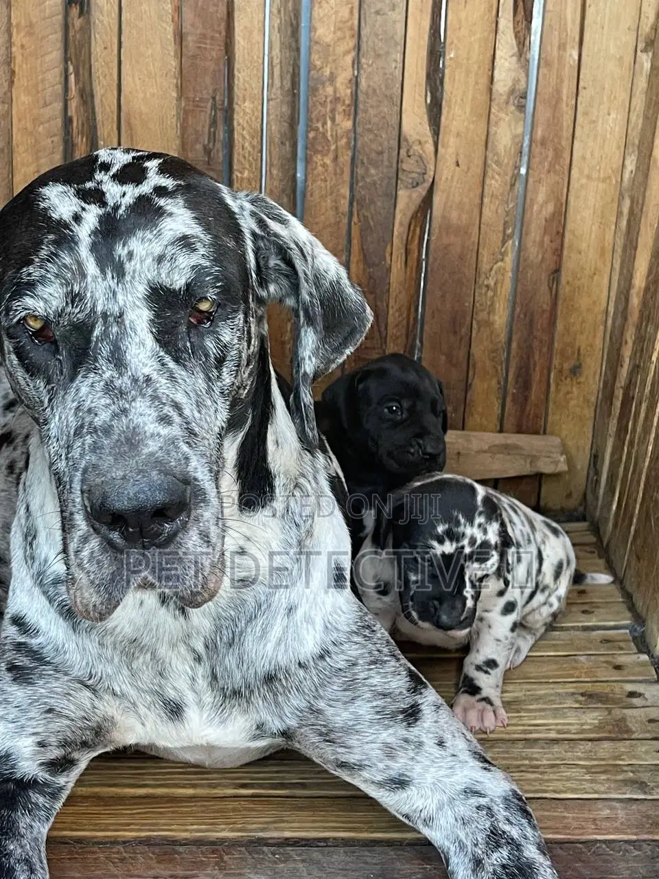 1-3 months Male Purebred Great Dane