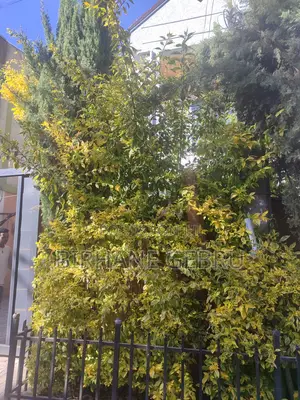 G+1 Fernished Guest House for Rent