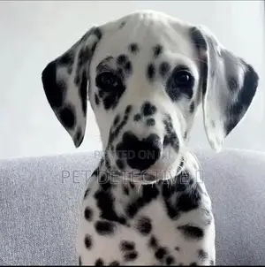 1-3 months Male Purebred Dalmatian