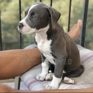 1-3 months Male Purebred American Pit Bull Terrier