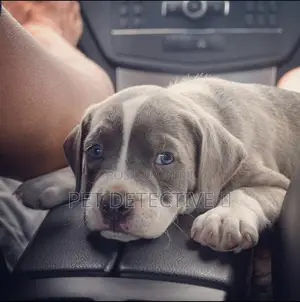 1-3 months Male Purebred American Pit Bull Terrier