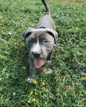1-3 months Male Purebred American Pit Bull Terrier