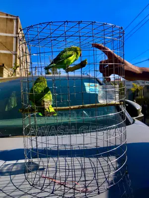 ለገና ስጦታ(Christmas Gift) Abissina Parrots