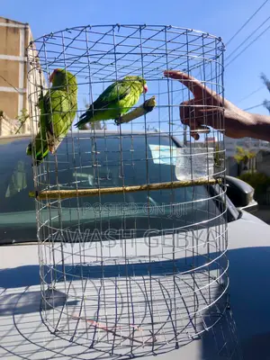ለገና ስጦታ(Christmas Gift) Abissina Parrots