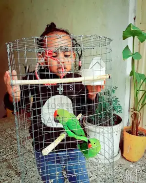 Parrot and Birds