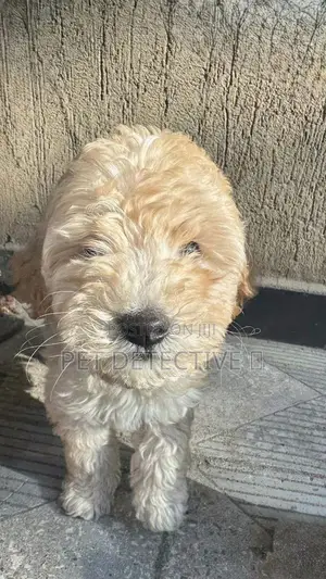 1-3 months Male Purebred Poodle