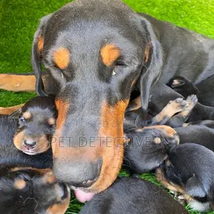 1-3 months Male Purebred Doberman Pinscher