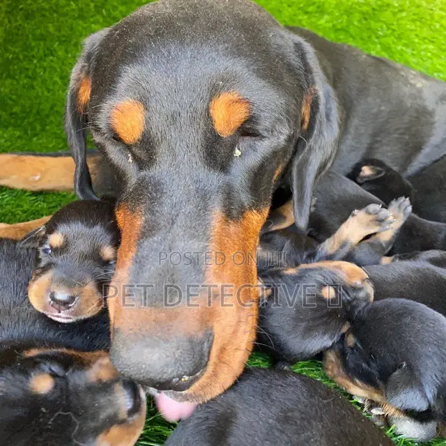 1-3 months Male Purebred Doberman Pinscher