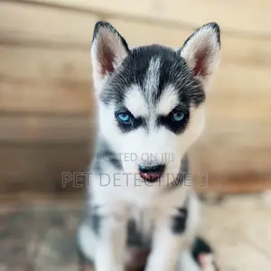 1-3 months Male Purebred Siberian Husky
