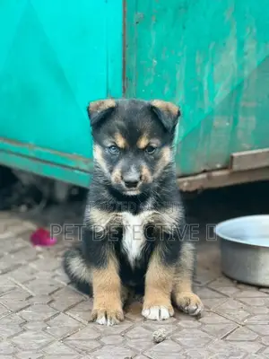 1-3 months Male Purebred German Shepherd