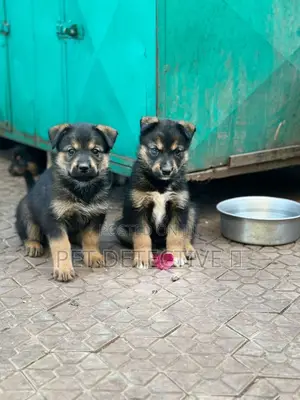 1-3 months Male Purebred German Shepherd