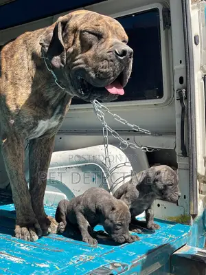 1-3 months Male Purebred Boerboel
