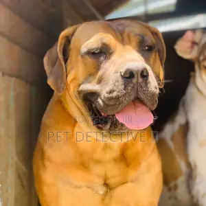 6-12 months Male Purebred Mastiff
