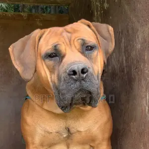 6-12 months Male Purebred Mastiff