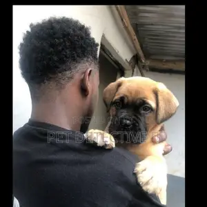1-3 months Male Purebred Mastiff