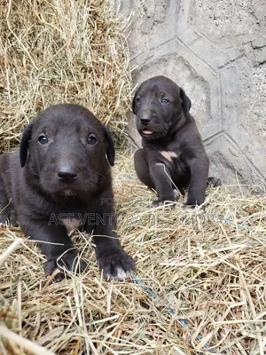 1-3 months Male Purebred American Pit Bull Terrier