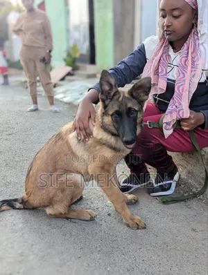 1-3 months Male Purebred Belgian Malinois