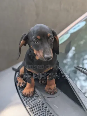 1-3 months Male Purebred Dachshund
