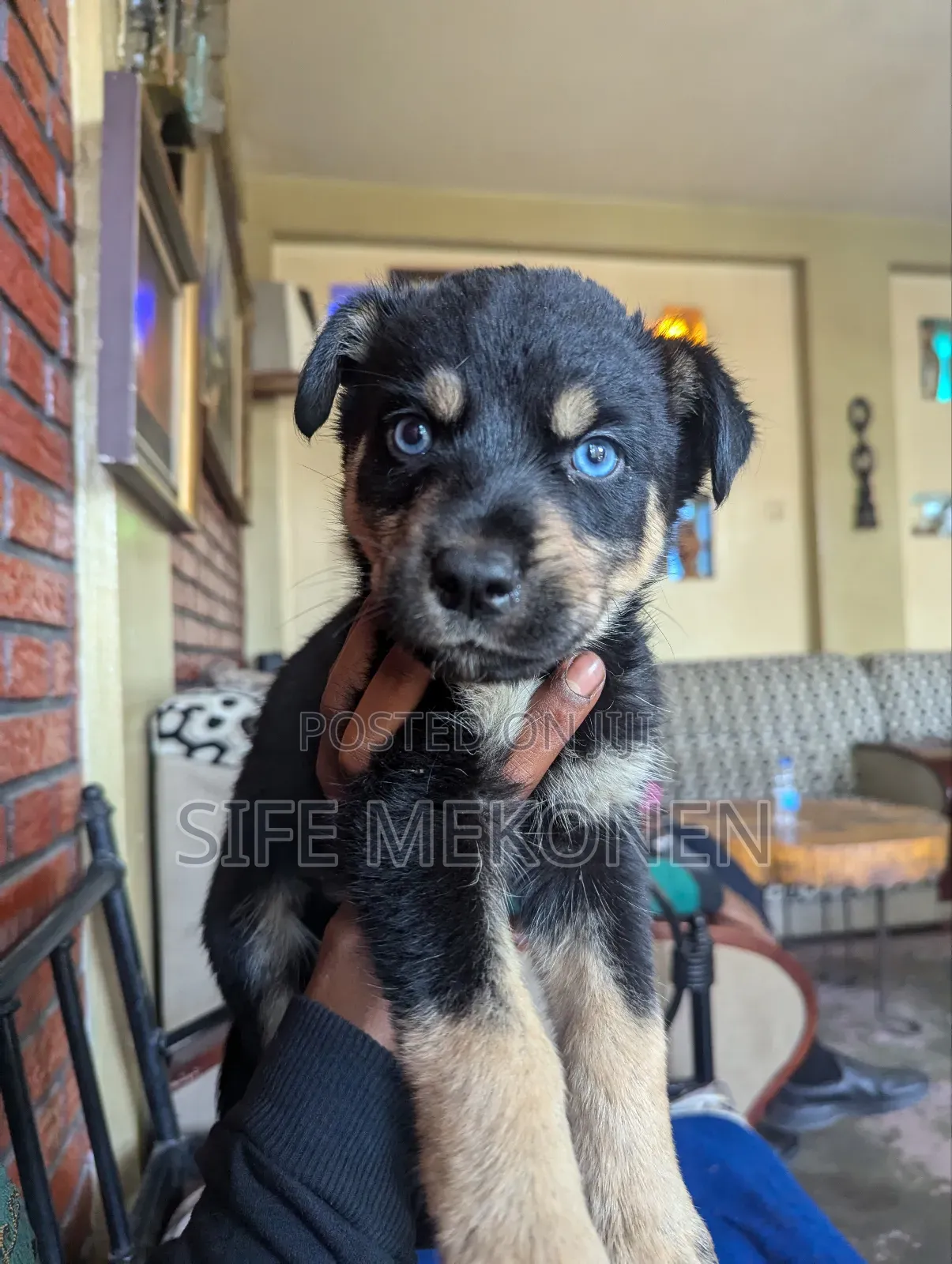 1-3 months Male Mixed Breed Rottweiler