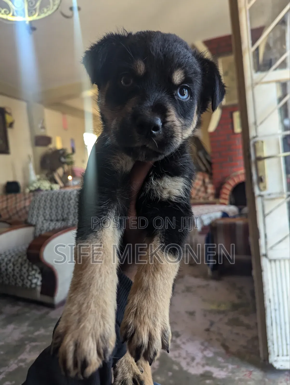 1-3 months Male Mixed Breed Rottweiler