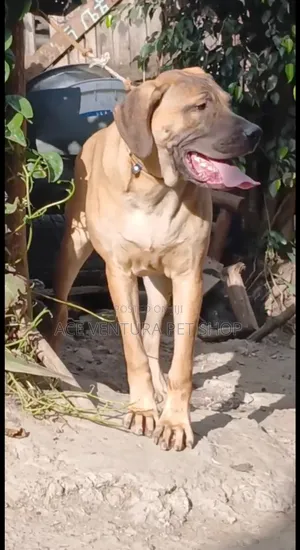 3-6 months Female Purebred Bullmastiff